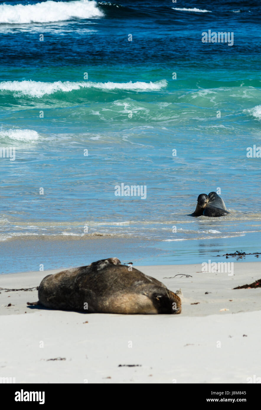 Seal Bay, Kangaroo Island, Australie du Sud, Australie. Banque D'Images