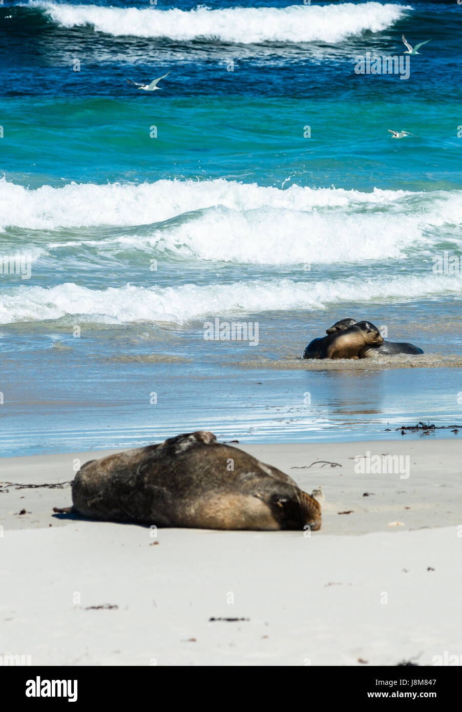 Seal Bay, Kangaroo Island, Australie du Sud, Australie. Banque D'Images