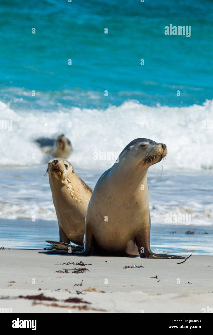 Seal Bay, Kangaroo Island, Australie du Sud, Australie. Banque D'Images
