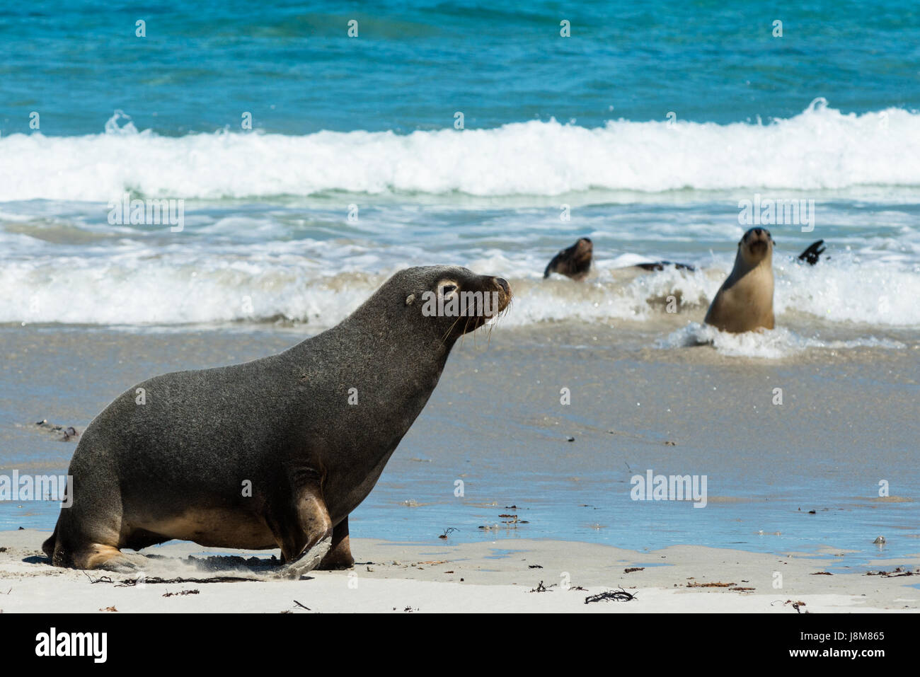 Seal Bay, Kangaroo Island, Australie du Sud, Australie. Banque D'Images