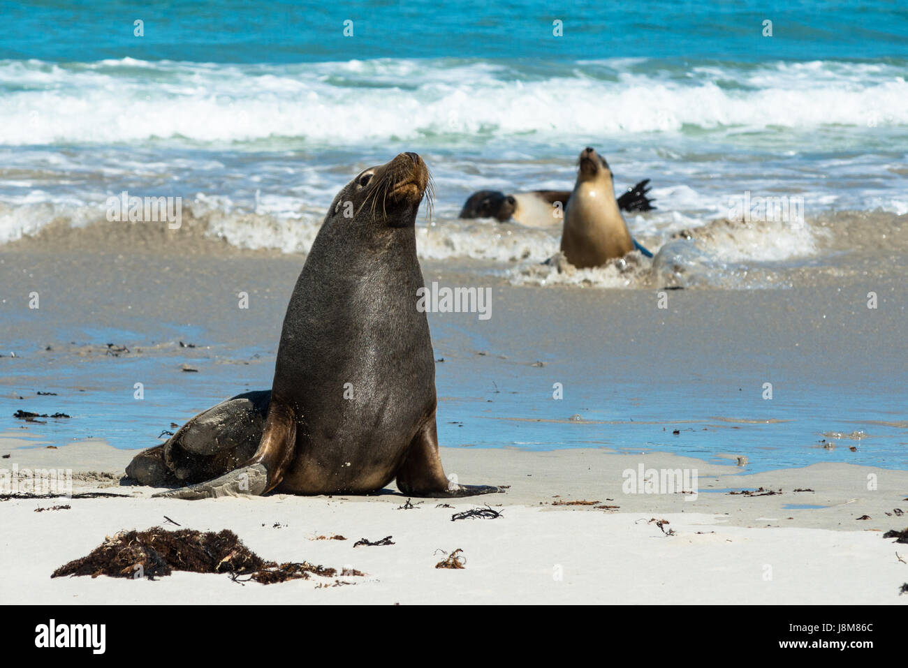 Seal Bay, Kangaroo Island, Australie du Sud, Australie. Banque D'Images