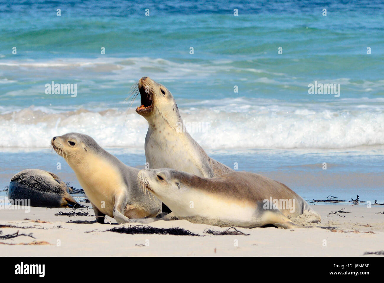 Seal Bay, Kangaroo Island, Australie du Sud, Australie. Banque D'Images