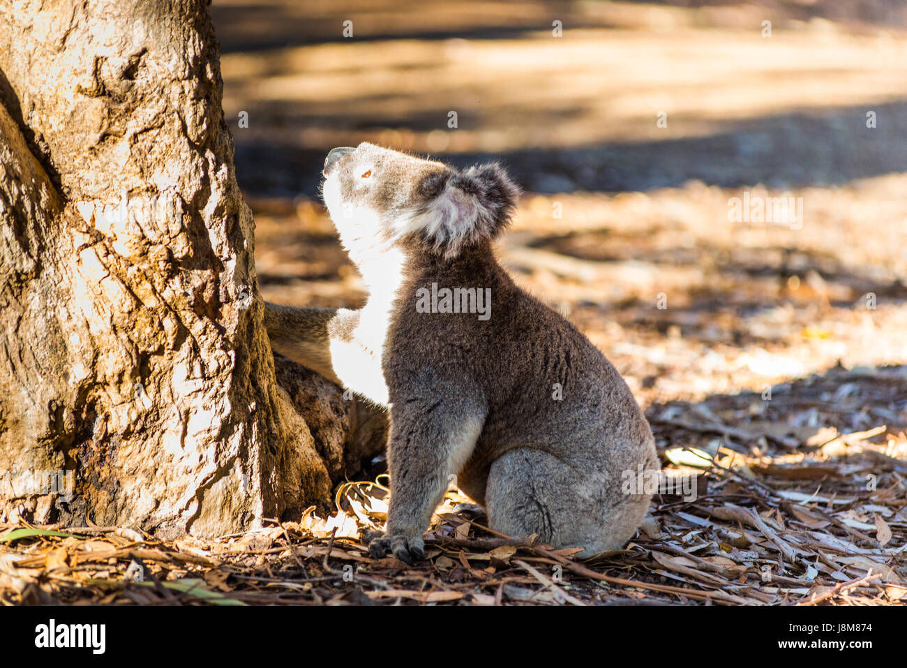 Koala (Phascolarctos cinereus) descend d'un arbre, sur Kangaroo Island, Australie du Sud, Australie. Banque D'Images