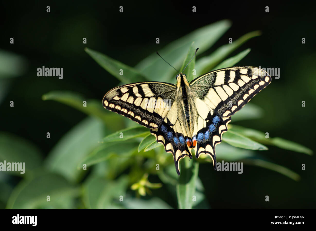 Papillon avec arrière-plan et couleurs étonnantes Banque D'Images