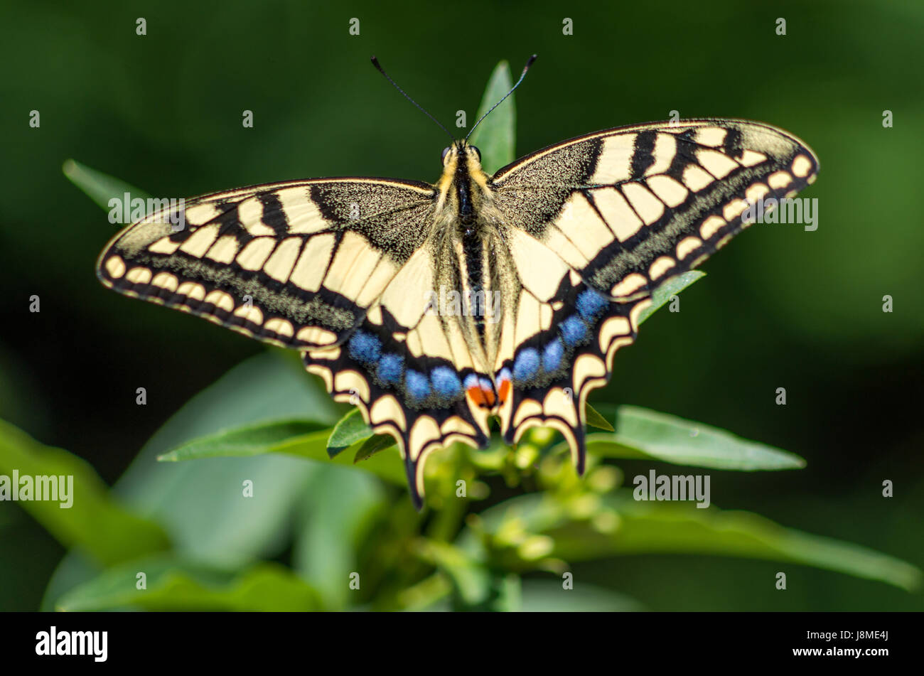 Papillon avec arrière-plan et couleurs étonnantes Banque D'Images