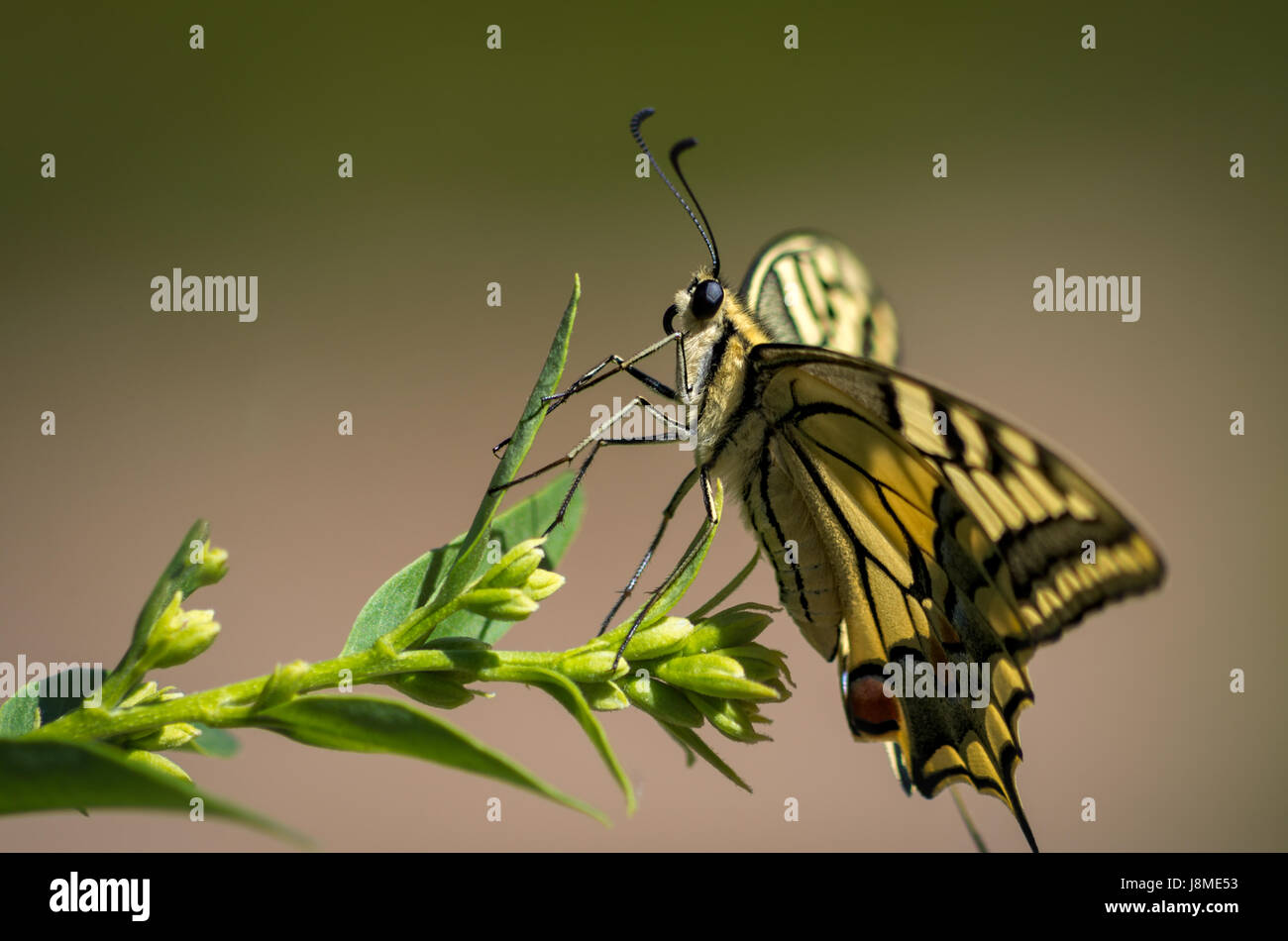 Papillon avec arrière-plan et couleurs étonnantes Banque D'Images