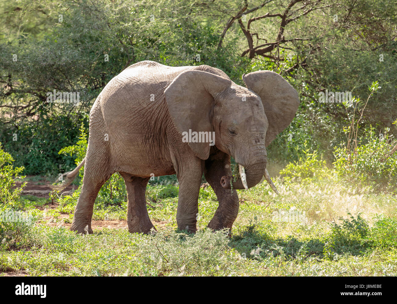 Un éléphant d'Afrique sub-adulte en utilisant sa jambe pour déloger l'herbe difficiles alors que le pâturage Banque D'Images