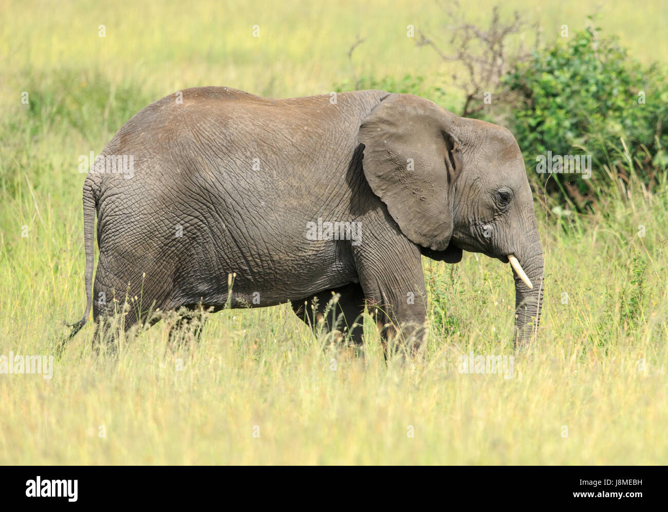 Un éléphant d'Afrique dans l'herbe de pâturage Banque D'Images