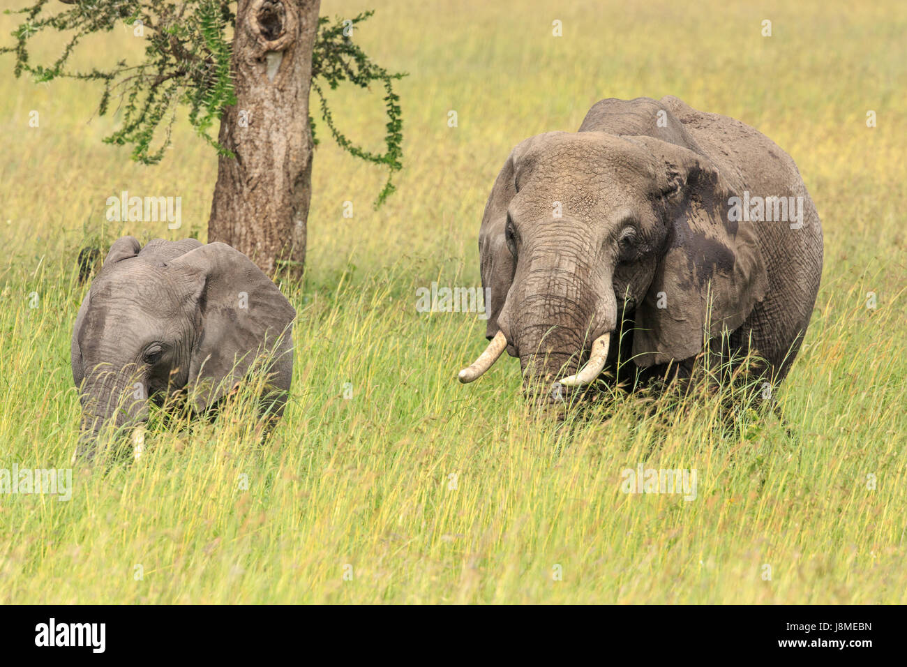 Un éléphant d'Afrique mère avec un pâturage de veau Banque D'Images