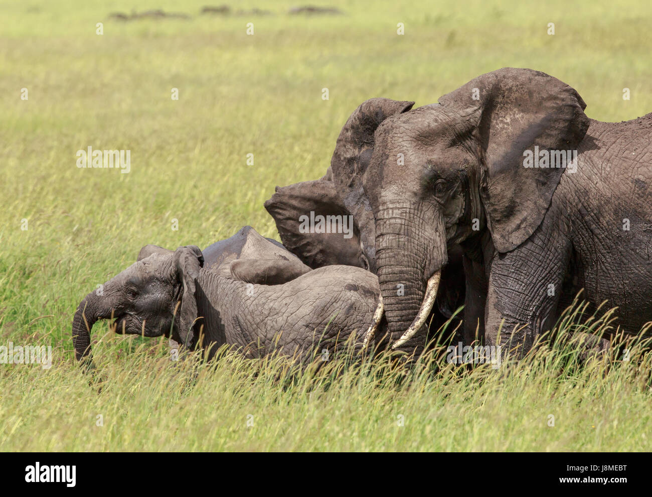 Un éléphant d'Afrique nous donnant les oreilles comme un avertissement de rester loin de son veau. Banque D'Images