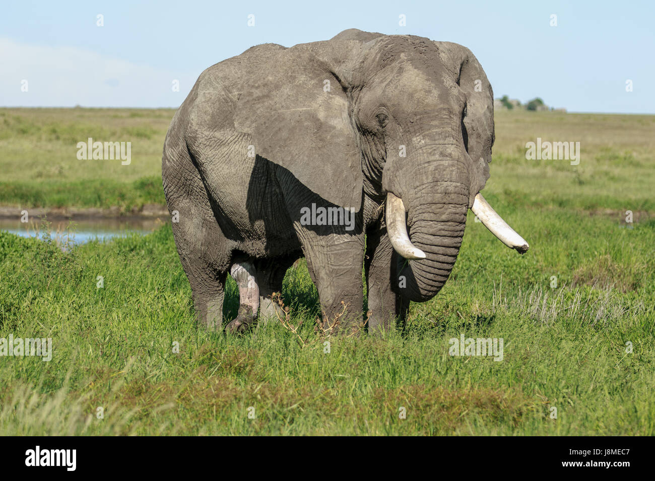 Un énorme éléphant d'Afrique mâle paissant dans le Serengeti Banque D'Images