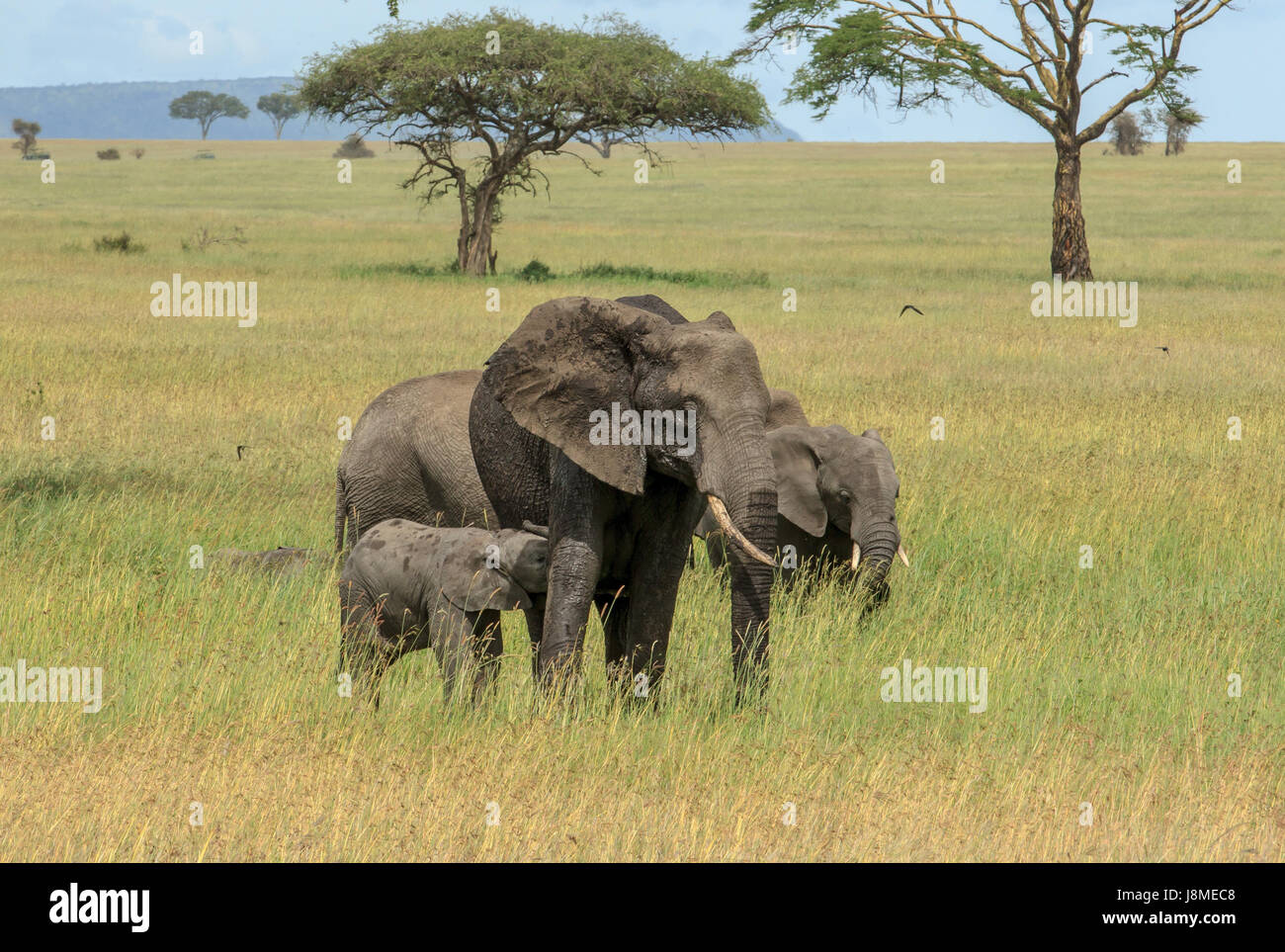 Une petite semaines old African Elephant calf rss de sa mère Banque D'Images