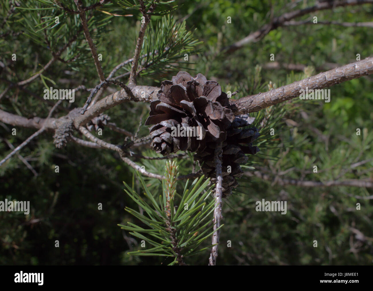 Les pommes de pin et branches Scotch Banque D'Images