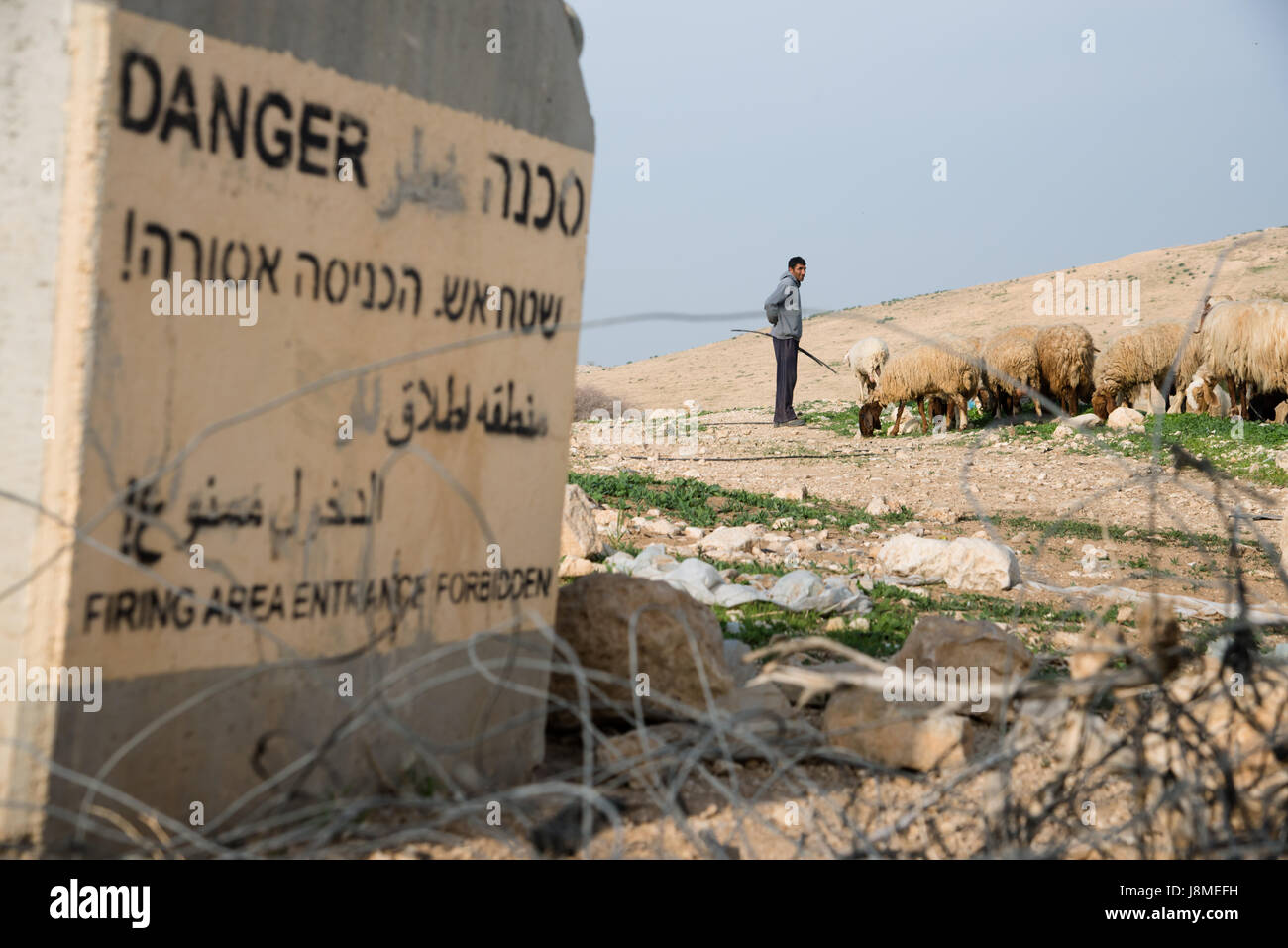 Un Palestinien tend ses troupeaux à proximité d'un panneau "Attention, Zone de tir interdites' Entrée près de la communauté palestinienne d'Al Farisiya dans la vallée du Jourdain, en Cisjordanie, le 22 janvier 2014. Les forces militaires israéliennes régulièrement les habitants de ces communautés d'évacuer leurs maisons pendant les exercices militaires. Banque D'Images