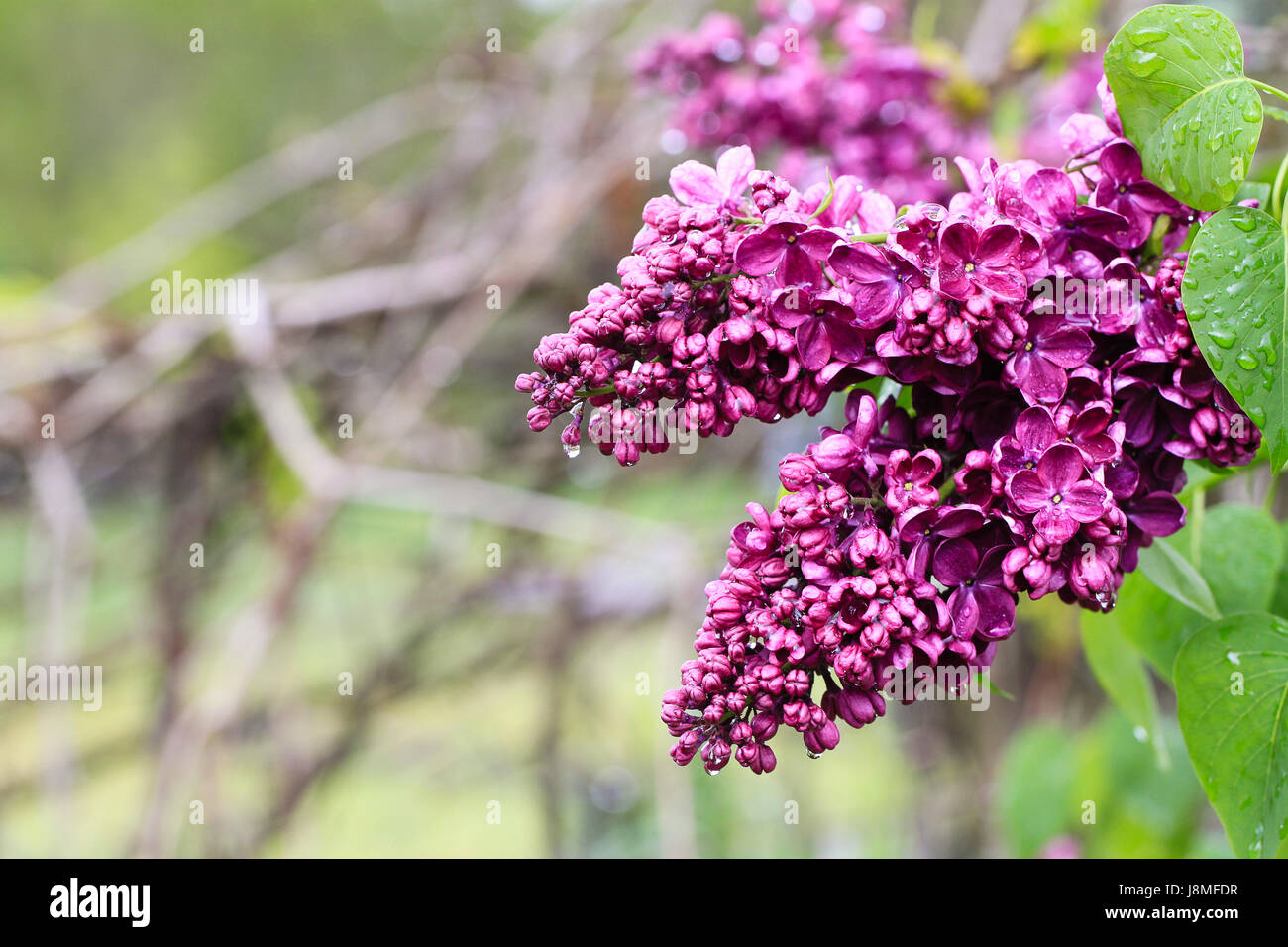 Syringa vulgaris. Banque D'Images