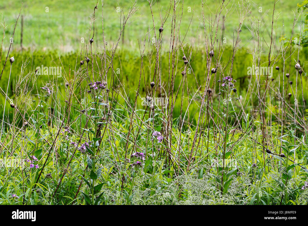 Verge d'orbes sur les plantes sont la preuve de mouche les infestations. Au cours de l'hiver les larves Gall dans les maisons rondes qu'ils créent en s'enfouissant dans les tiges. Banque D'Images