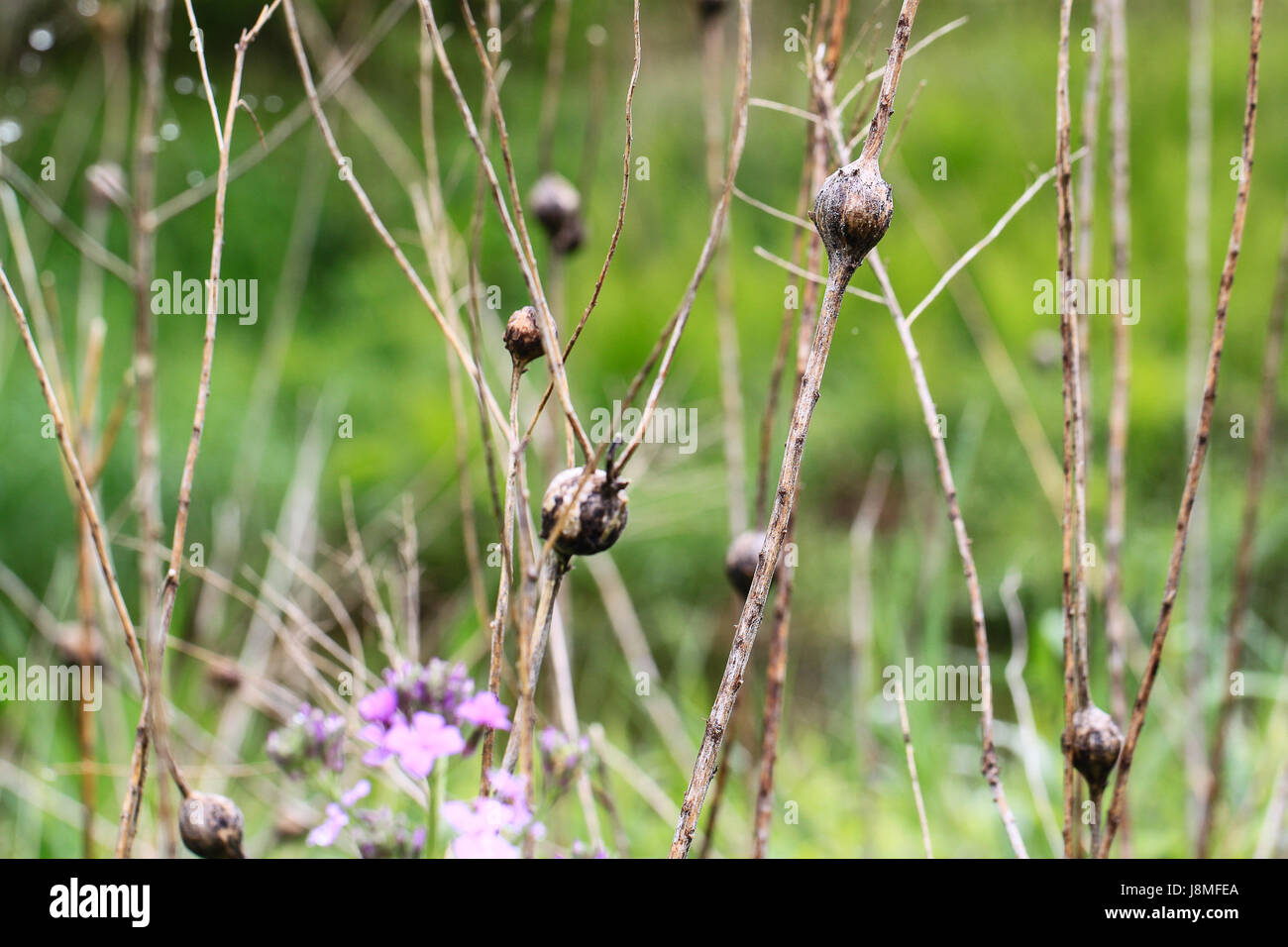 Verge d'orbes sur les plantes sont la preuve de mouche les infestations. Au cours de l'hiver les larves Gall dans les maisons rondes qu'ils créent en s'enfouissant dans les tiges. Banque D'Images