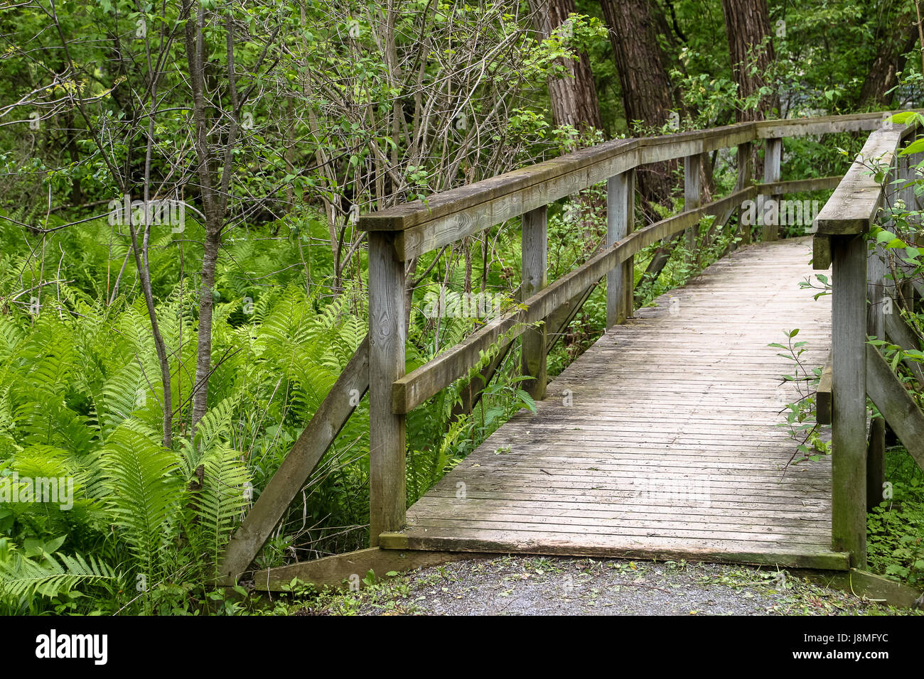 Paysage de l'Ontario. Pont en bois courbé traversant sur une zone humide. Un sentier pédestre de 2,5 km paisible situé près du village de Warkworth. Banque D'Images