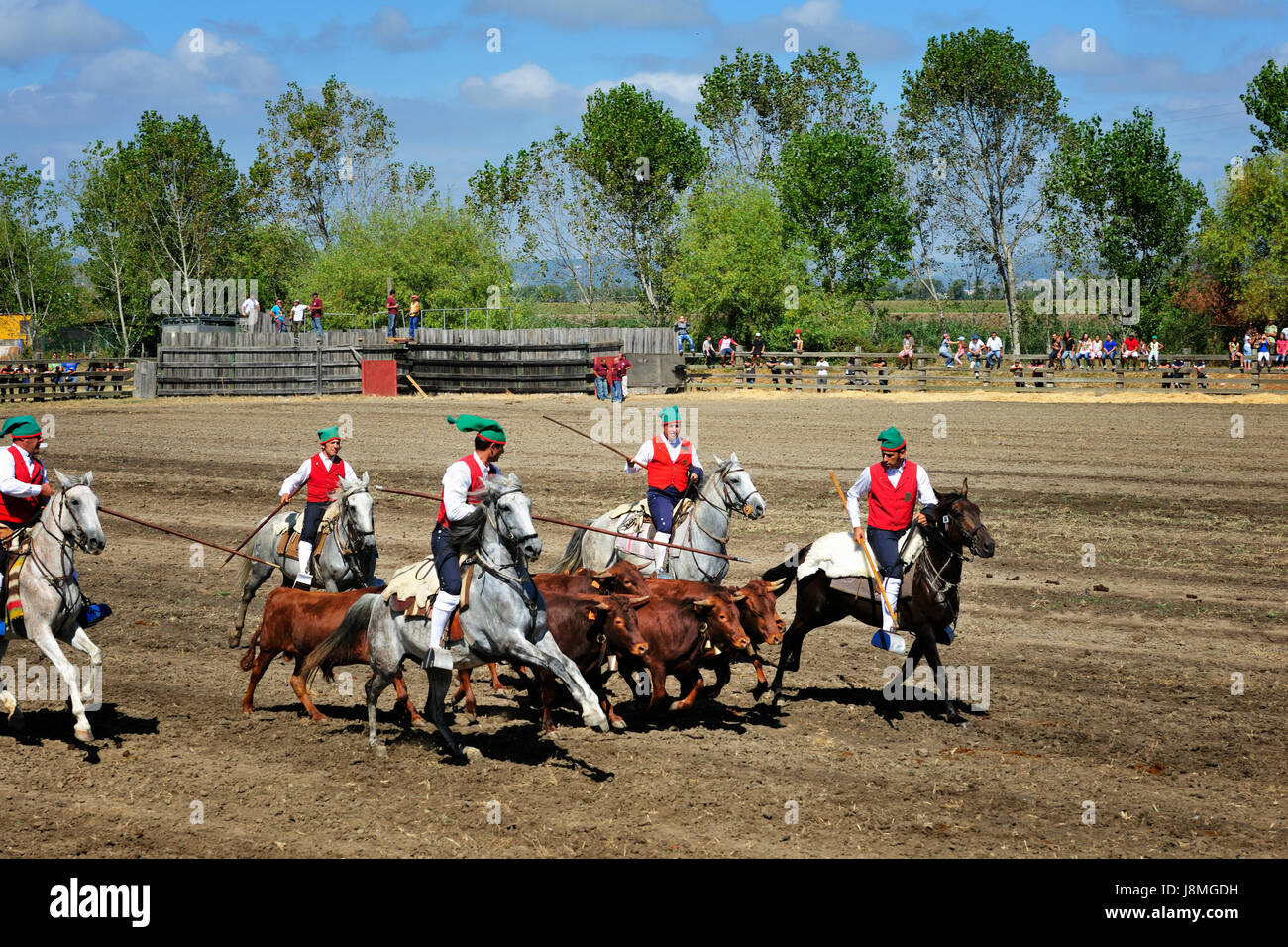 Exécution de taureaux sauvages traditionnelles par les 'campinos'. Samora Correia, Ribatejo. Portugal Banque D'Images