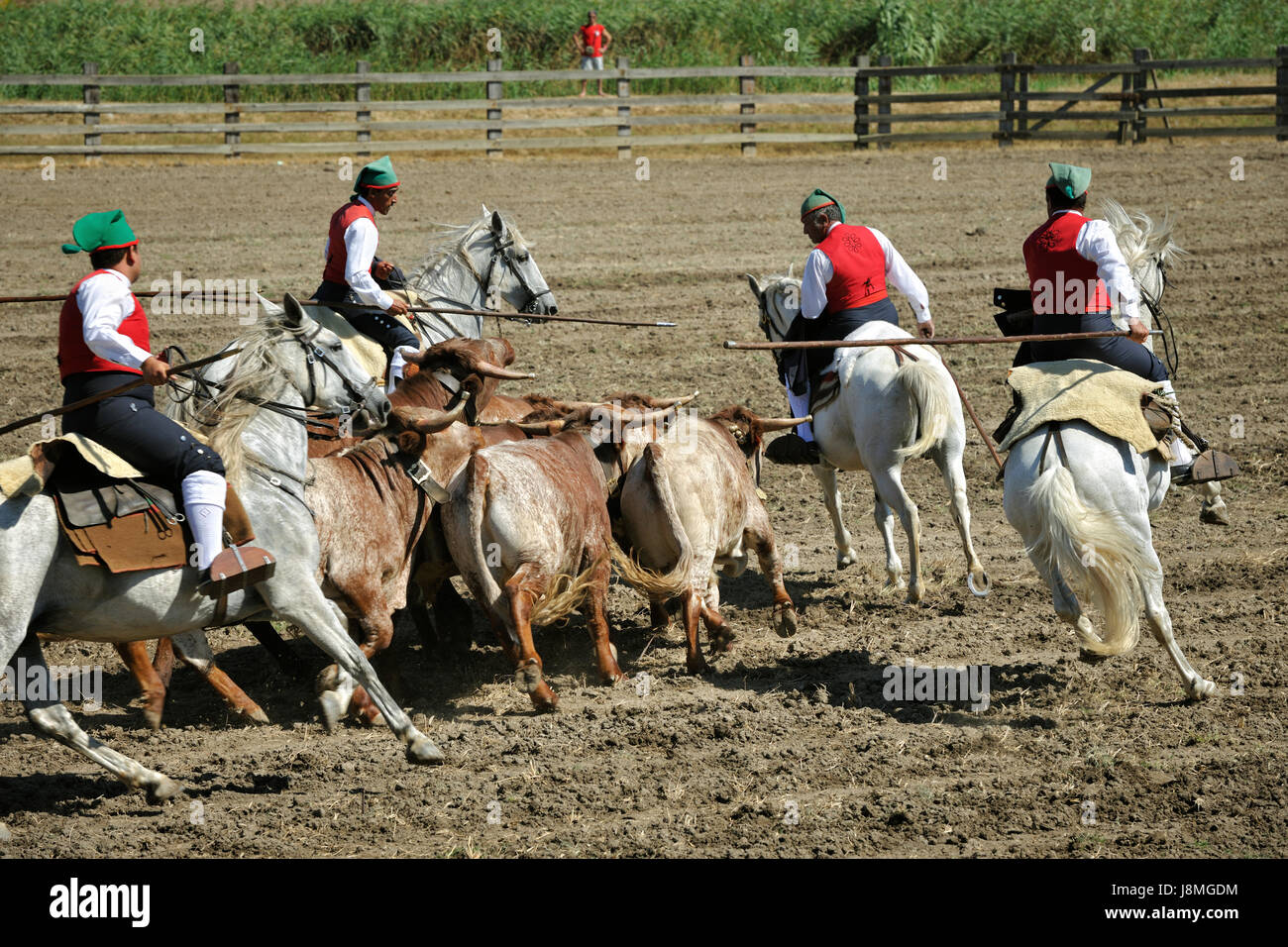 Exécution de taureaux sauvages traditionnelles par les 'campinos'. Samora Correia, Ribatejo. Portugal Banque D'Images