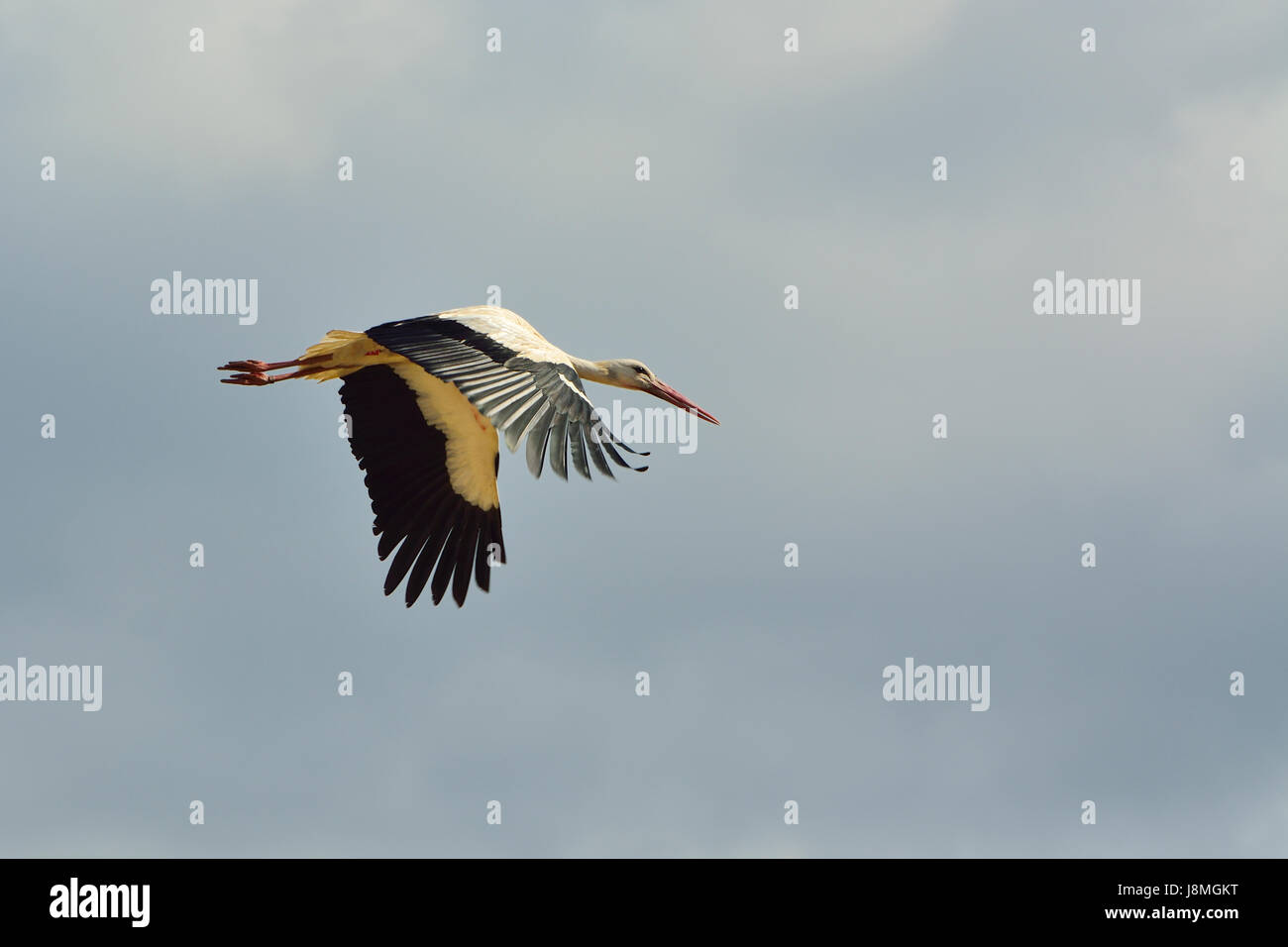 Stork (Ciconia ciconia) volant à la réserve naturelle de l'estuaire du Sado. Portugal Banque D'Images