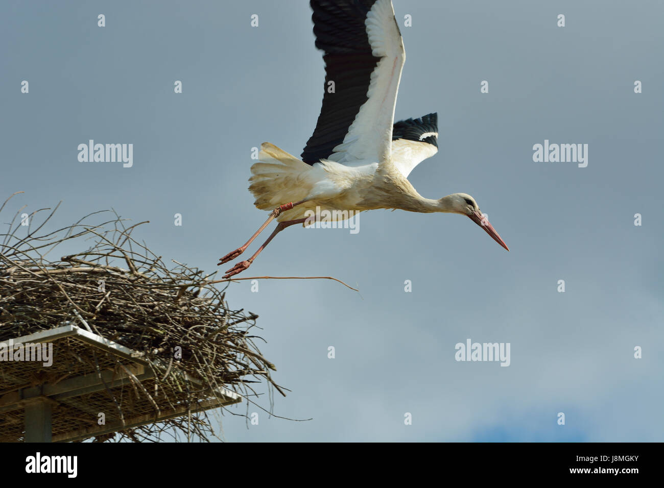 Stork (Ciconia ciconia) volant à la réserve naturelle de l'estuaire du Sado. Portugal Banque D'Images