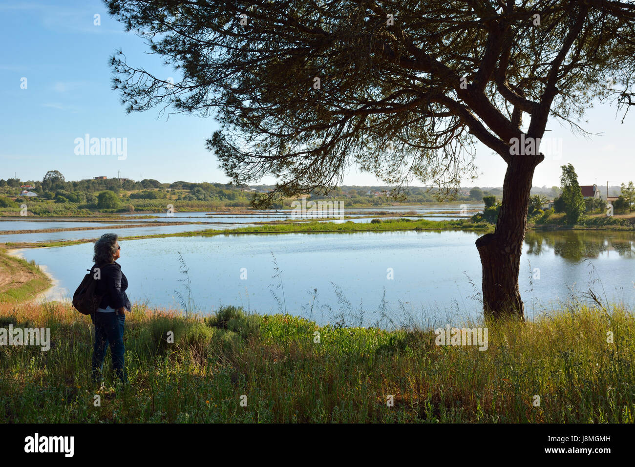 Melides lagoon avec les champs de riz. Portugal Banque D'Images