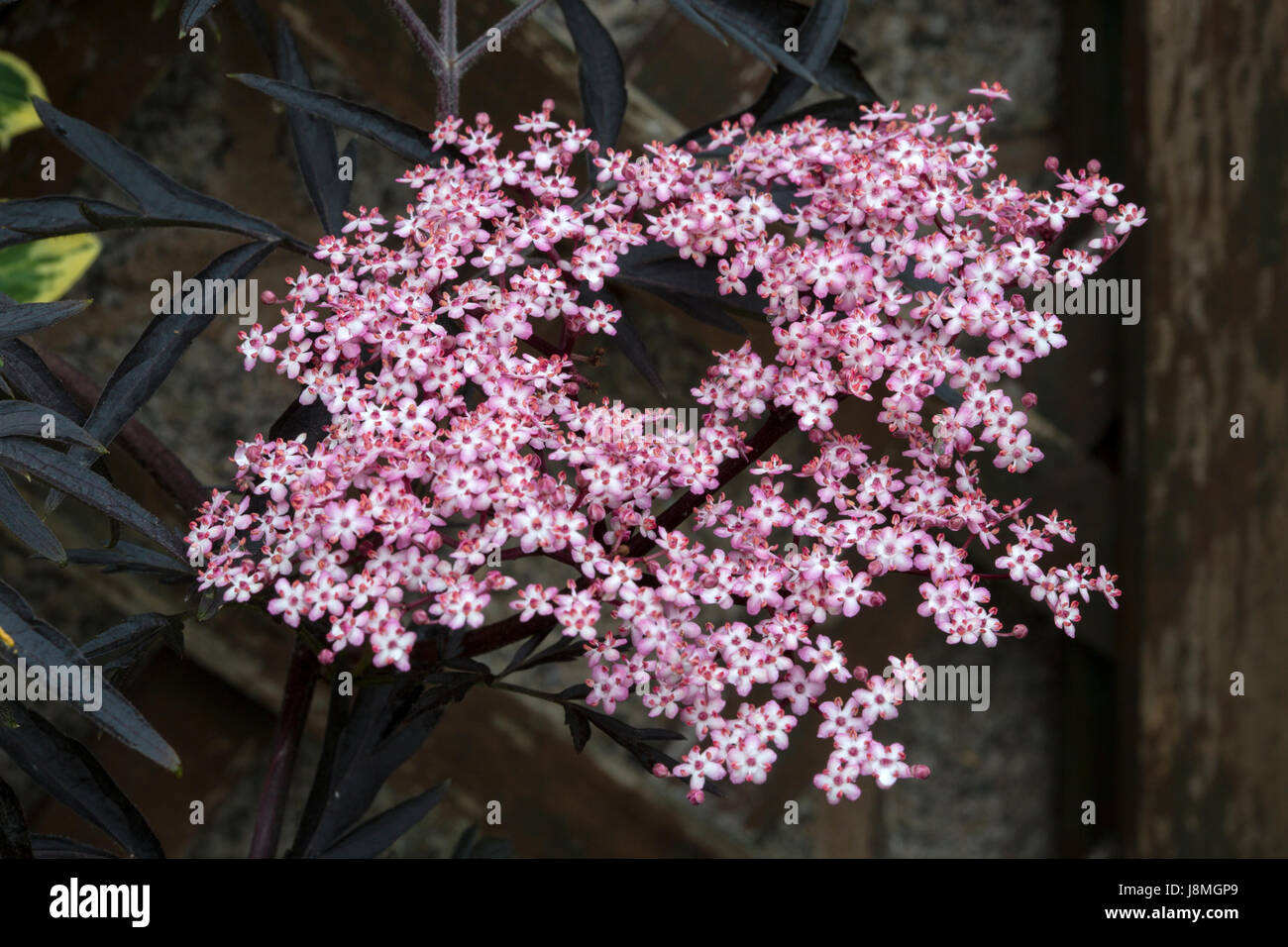 Fleurs roses sur l'ancien 'Eva', ou dentelle noire, ou Sambucus nigra, ancien. De la famille Adoxaceae. Banque D'Images