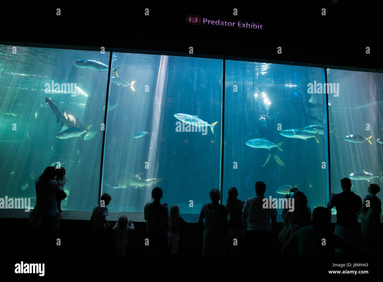 CAPE TOWN, AFRIQUE DU SUD - 1 février, 2015 : Les gens d'admirer les poissons tropicaux dans l'aquarium des deux océans à Cape Town. Banque D'Images