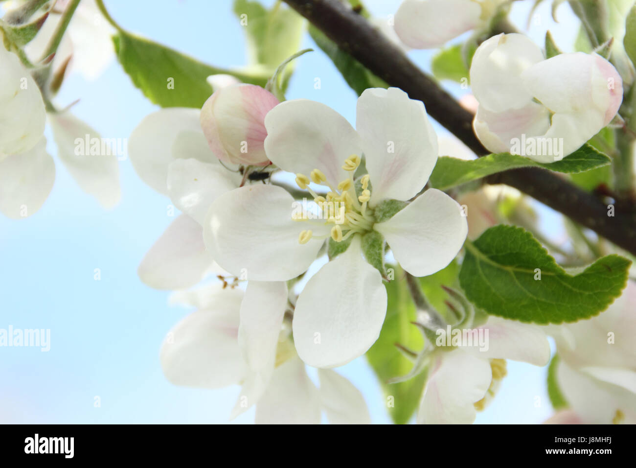 Malus domestica 'Découverte' Fleur de pommier dans un verger sur une journée de printemps ensoleillée, England, UK Banque D'Images