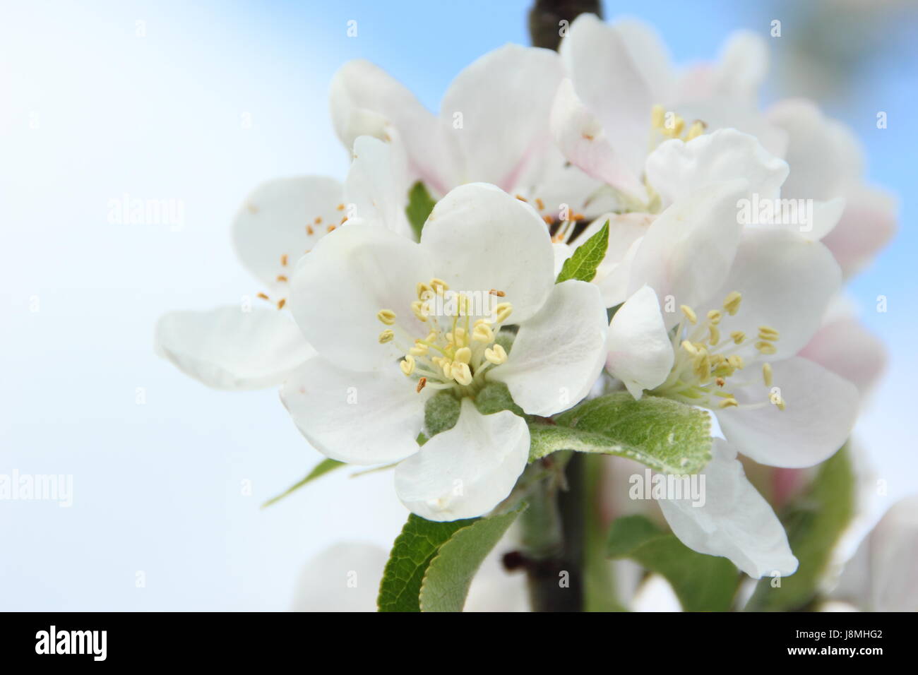 Malus domestica 'Découverte' apple tree en pleine floraison dans un verger sur une journée de printemps ensoleillée, England, UK Banque D'Images