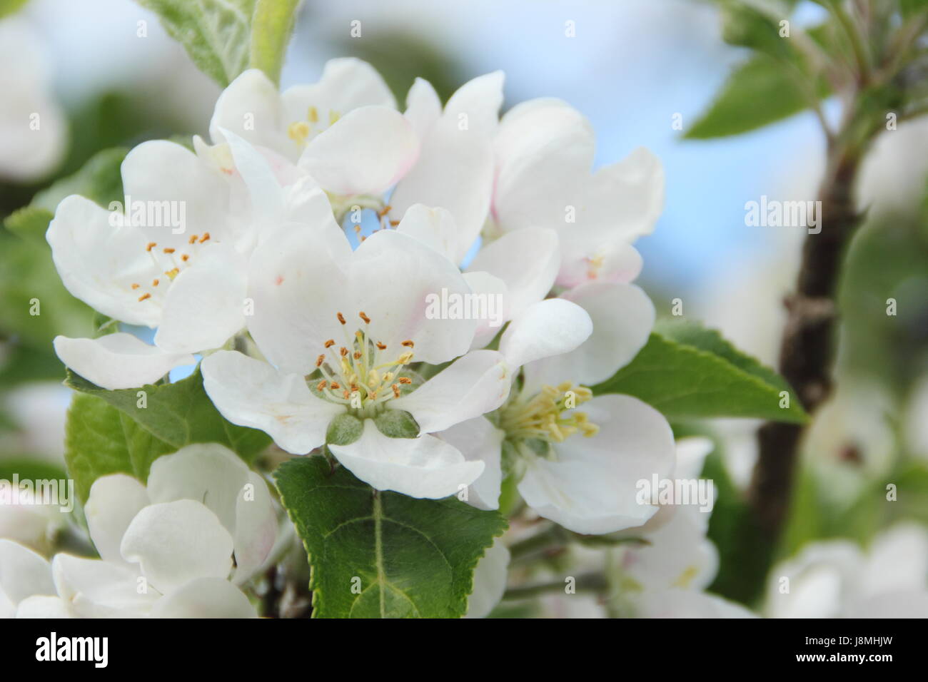 Malus domestica 'Découverte' apple tree en pleine floraison dans un verger sur une journée de printemps ensoleillée, England, UK Banque D'Images