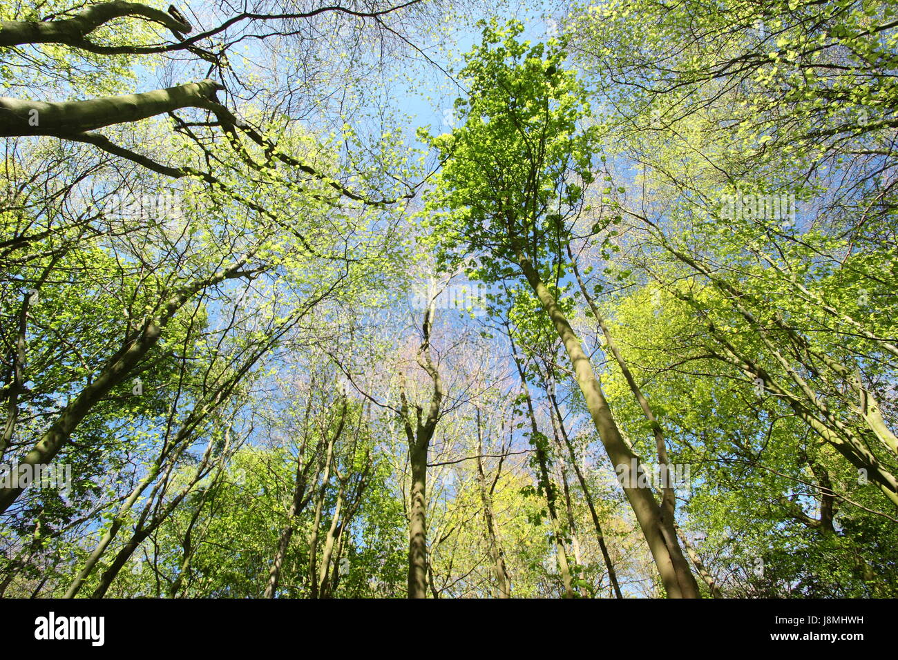 À la recherche jusqu'à la canopée d'un vert frais forestiers feuillus Français au printemps sur une journée ensoleillée en mai, UK Banque D'Images