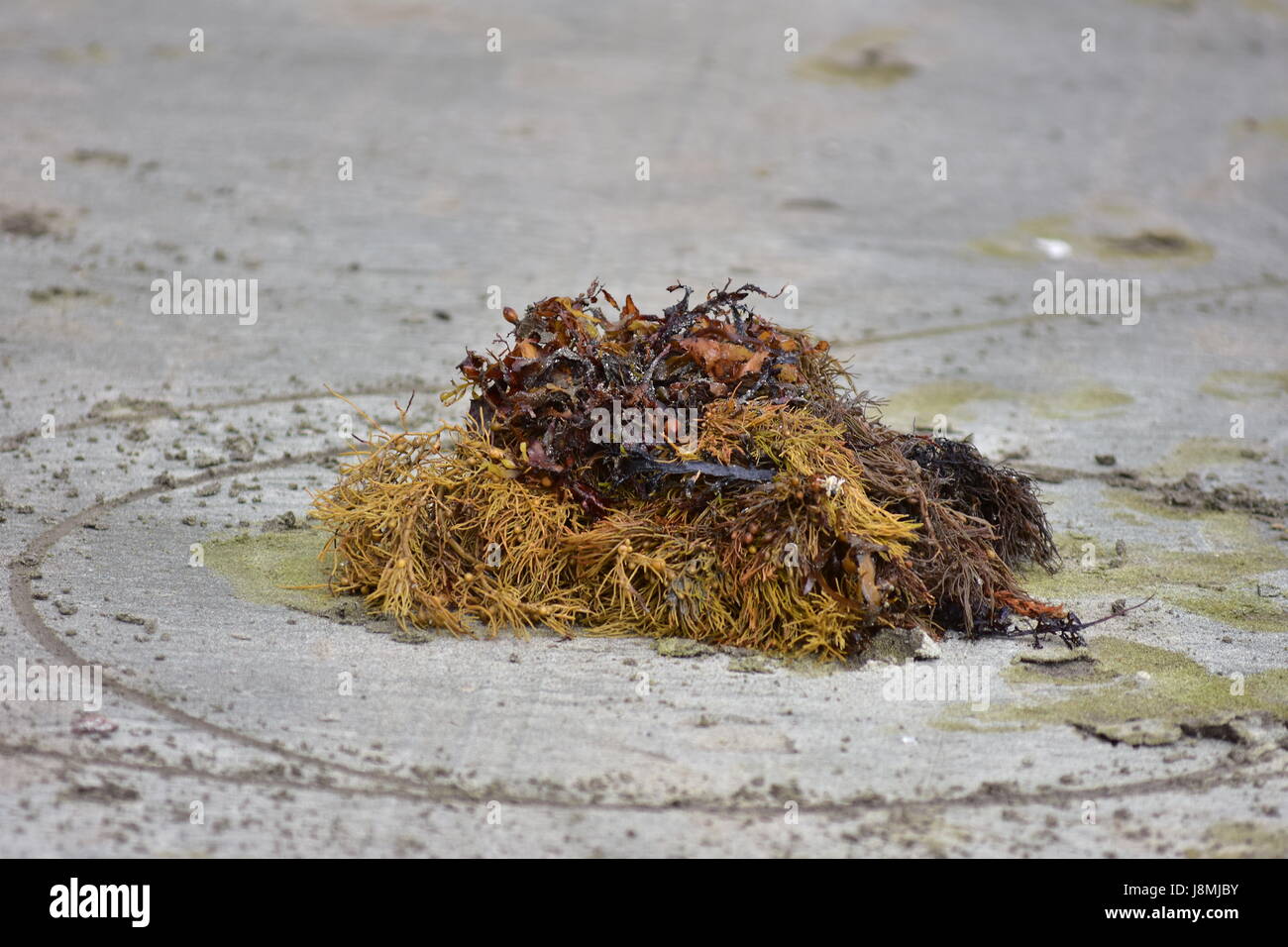 Diverses mauvaises herbes de mer marron pourrir sur belle plage de sable. Banque D'Images