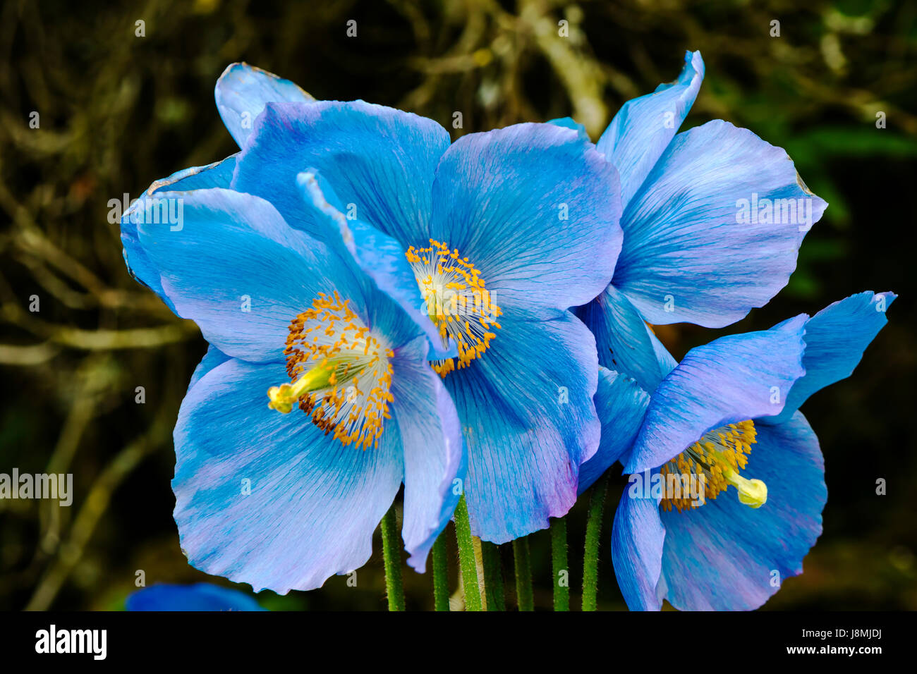 Grandes fleurs de pavot bleu de l'himalaya Meconopsis close-up. Banque D'Images