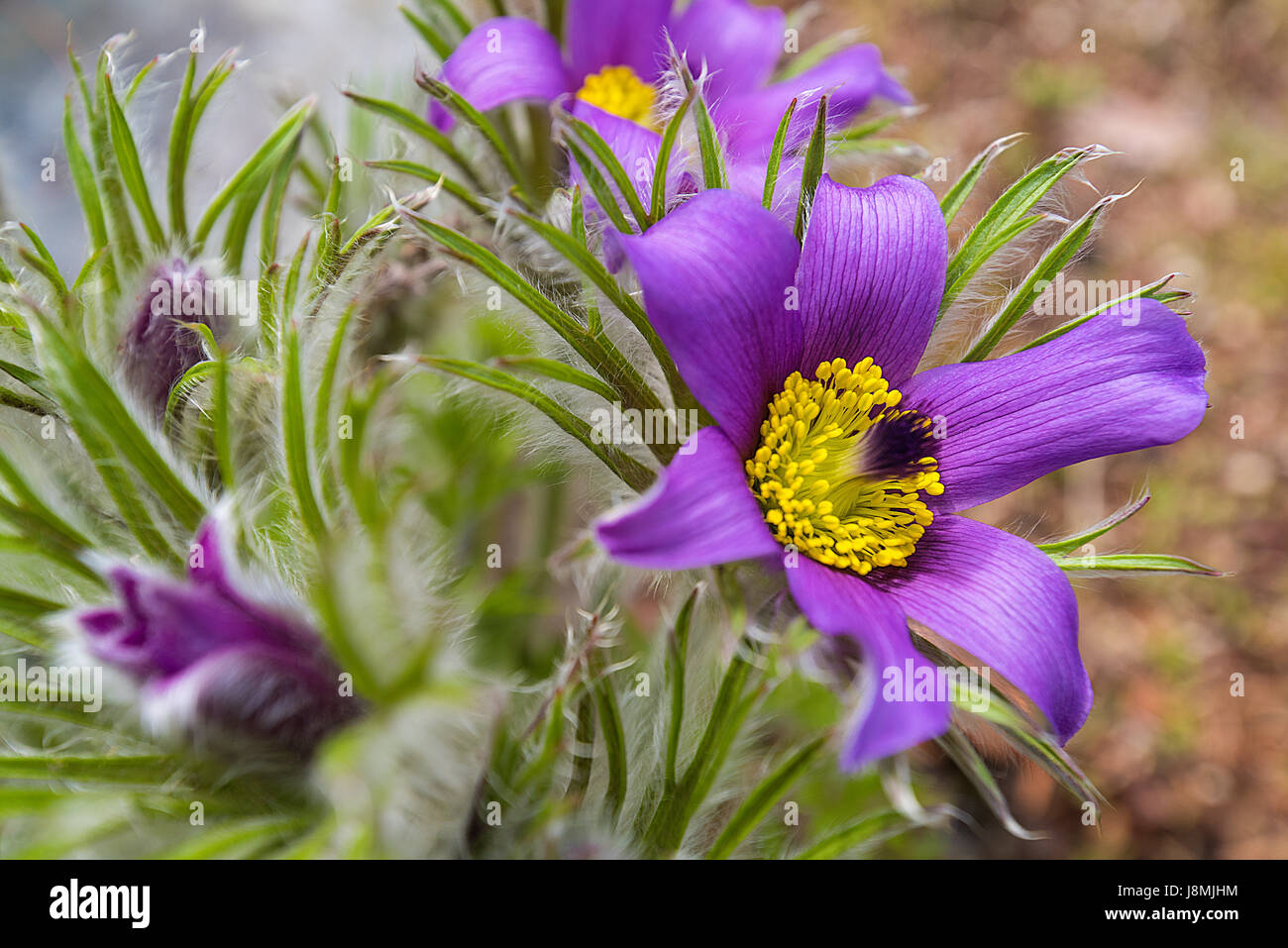 Une anémone pulsatille violet vif au début du printemps. Banque D'Images