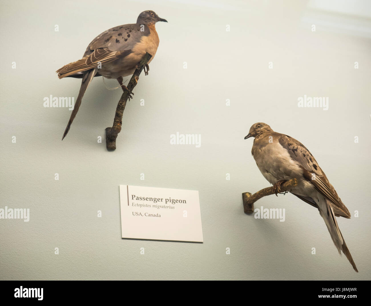 Le homing ou pigeon voyageur est une variété de pigeon domestique provenant du rocher pigeon. Banque D'Images