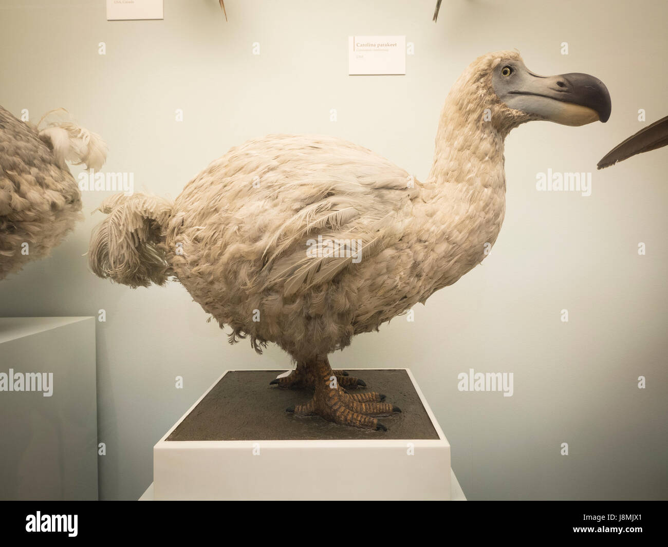 Le Dodo Est Une Espèce Doiseau Qui était Endémique à Lîle