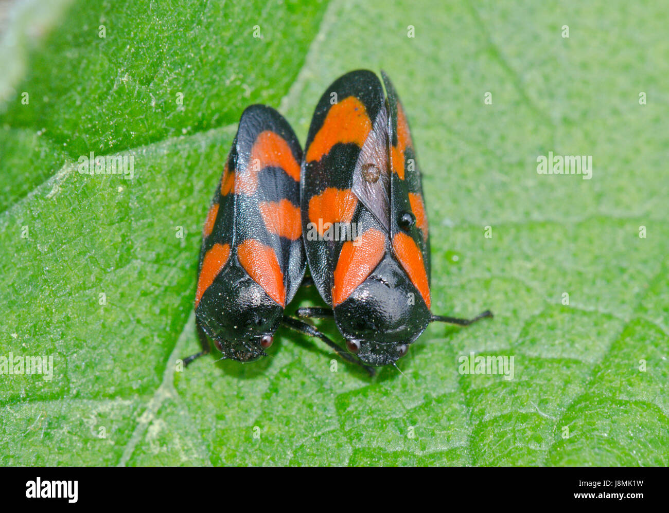 Mâle et femelle, rouge et noir (Froghoppers Cercopis vulnerata) Banque D'Images