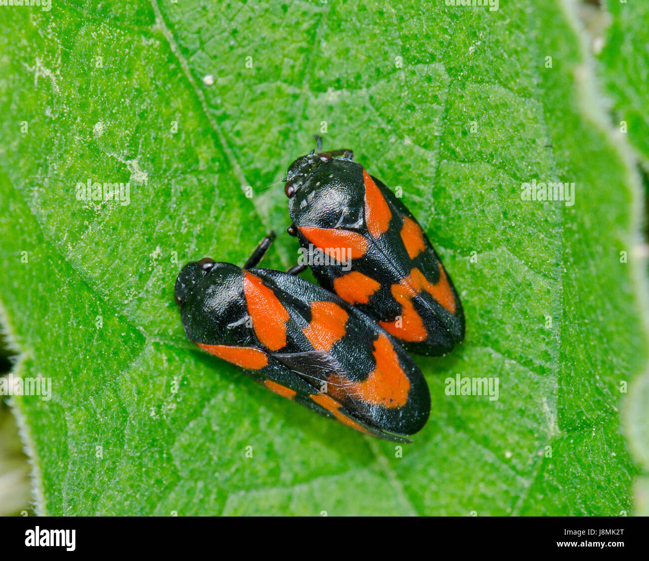 Paire de Froghoppers rouge et noir (Cercopis Vulnerata). Sussex, Royaume-Uni Banque D'Images