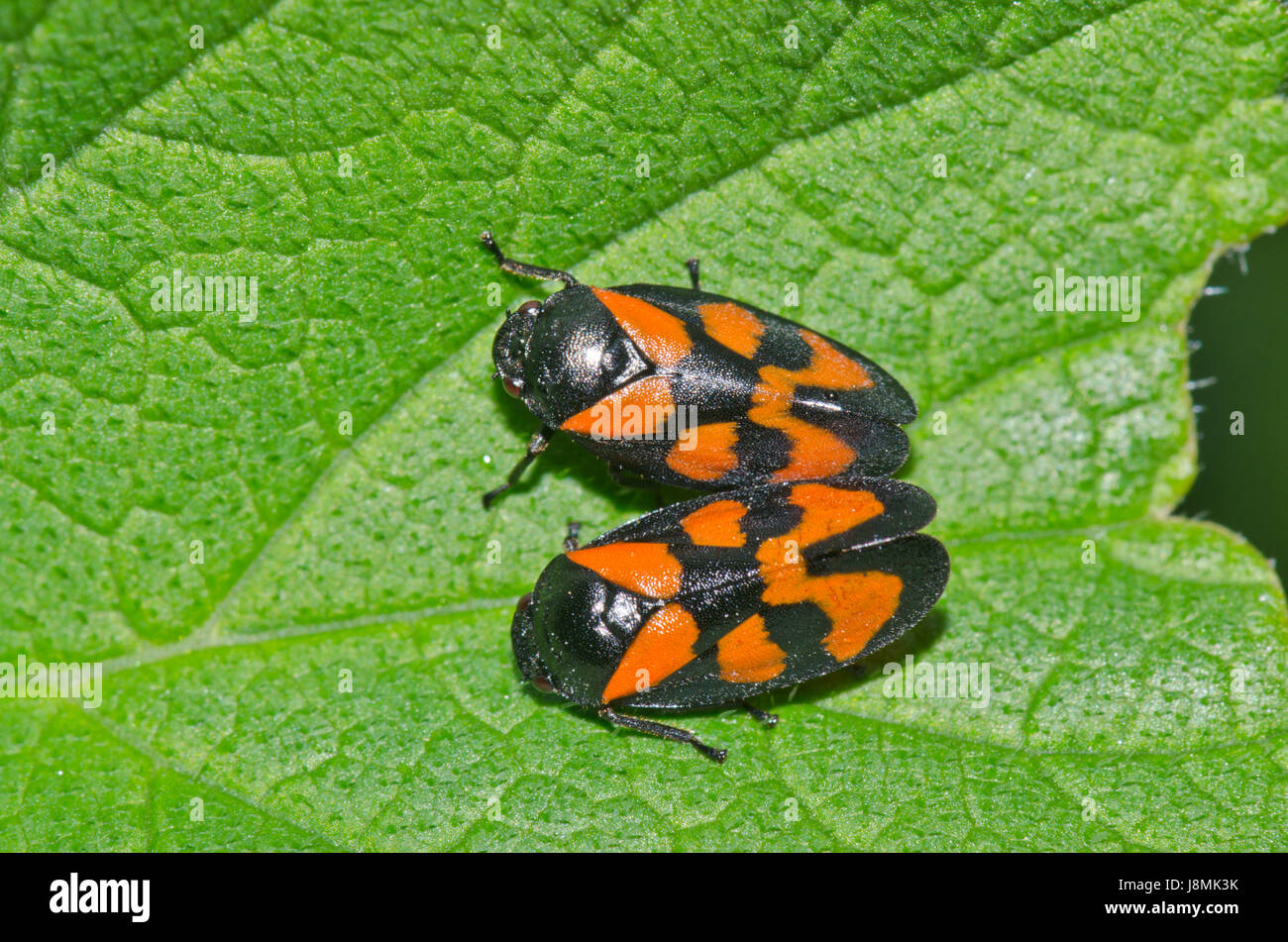Accouplement de Froghoppers rouge et noir (Cercopis Vulata), Cercopidae. Sussex, Royaume-Uni Banque D'Images