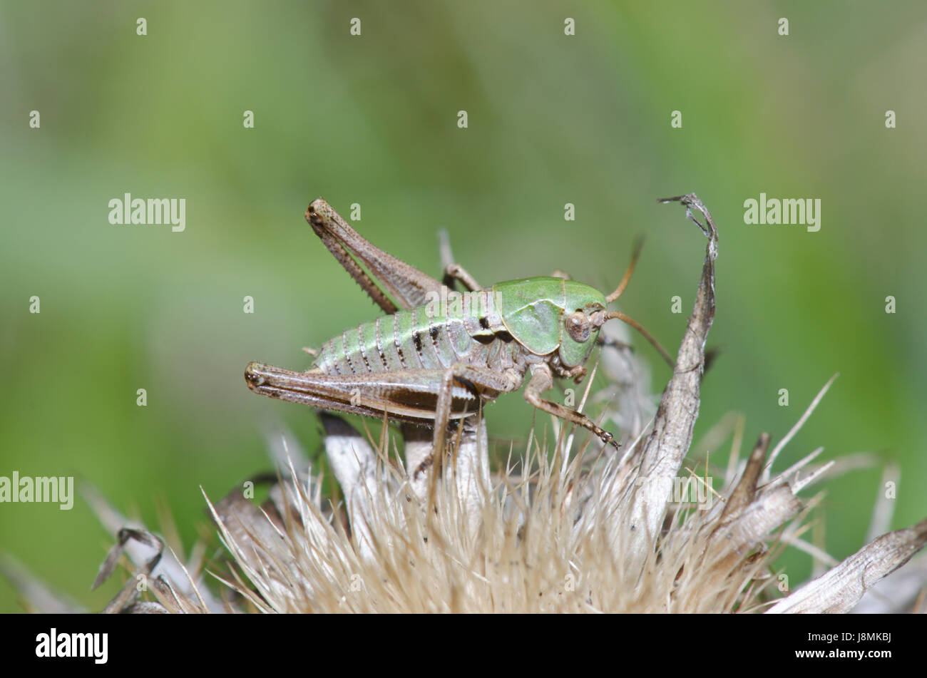 Nymphe des verrues mordeur (Decticus verrucivorus) dans les prairies du Sussex Banque D'Images