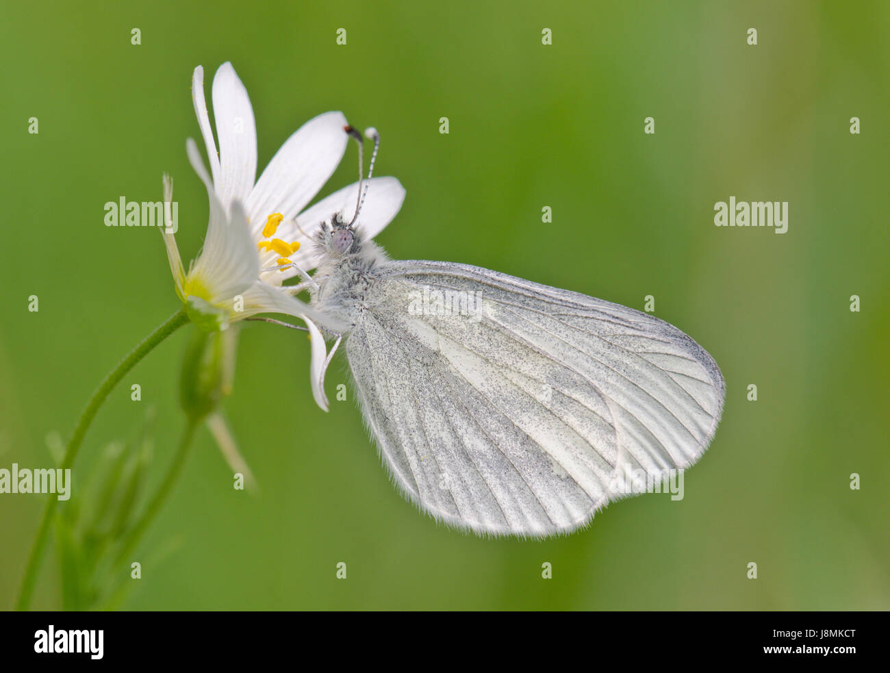 Papillon blanc en bois (Leptidea sinapis) sur une plus grande Stellaire des sables Banque D'Images