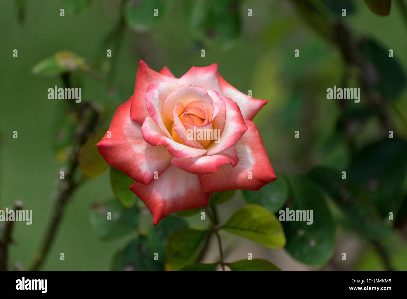 Belle rose orange et blanc en pleine floraison avec les feuilles vertes de la création d'une belle expérience dans un jardin botanique. Banque D'Images
