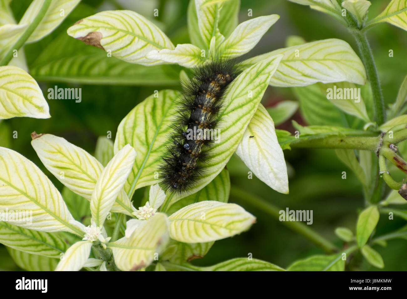Marais de sel Fuzzy Caterpillar Moth couverts dans les amas de poils noirs, hérissés ramper à travers un brillant vert feuille sur une journée ensoleillée. Banque D'Images