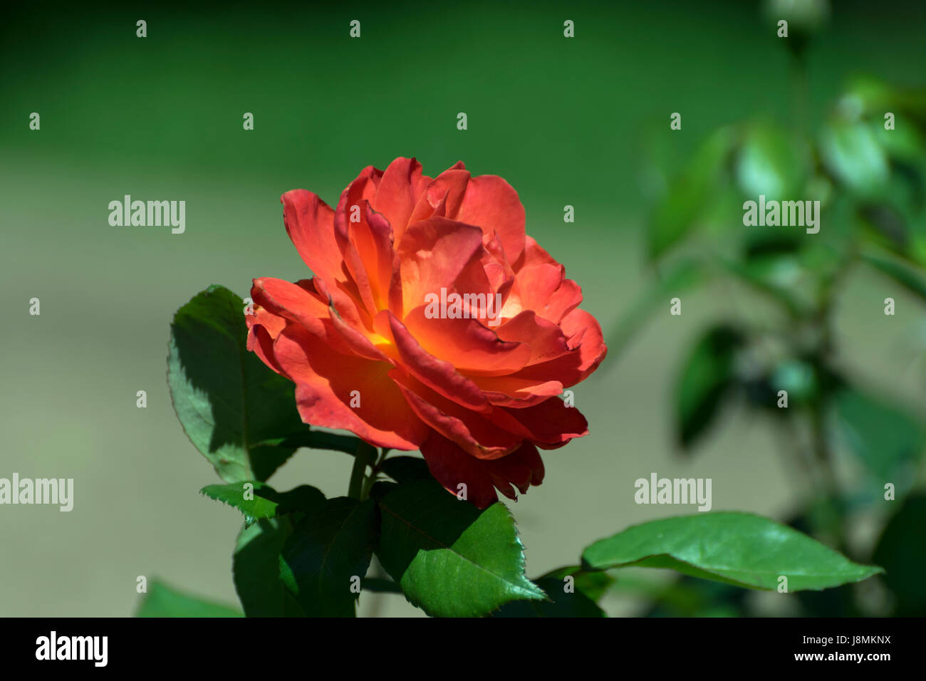 Vue latérale d'un beau rouge orange rose en pleine floraison, avec ses belles couleurs contraste avec les feuilles vertes et l'arrière-plan Banque D'Images
