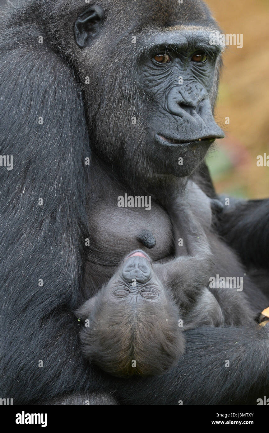 Comment S Appelle La Femelle Du Gorille Un bébé gorille des plaines de l'ouest Banque de photographies et d'images  à haute résolution - Alamy