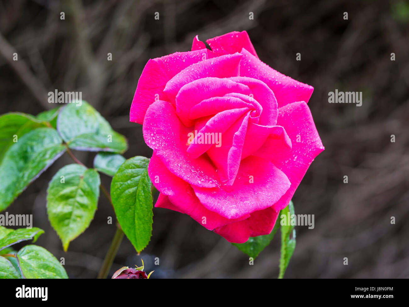 Rose rose humide sous la pluie au printemps dans le West Sussex, Angleterre, Royaume-Uni. Banque D'Images