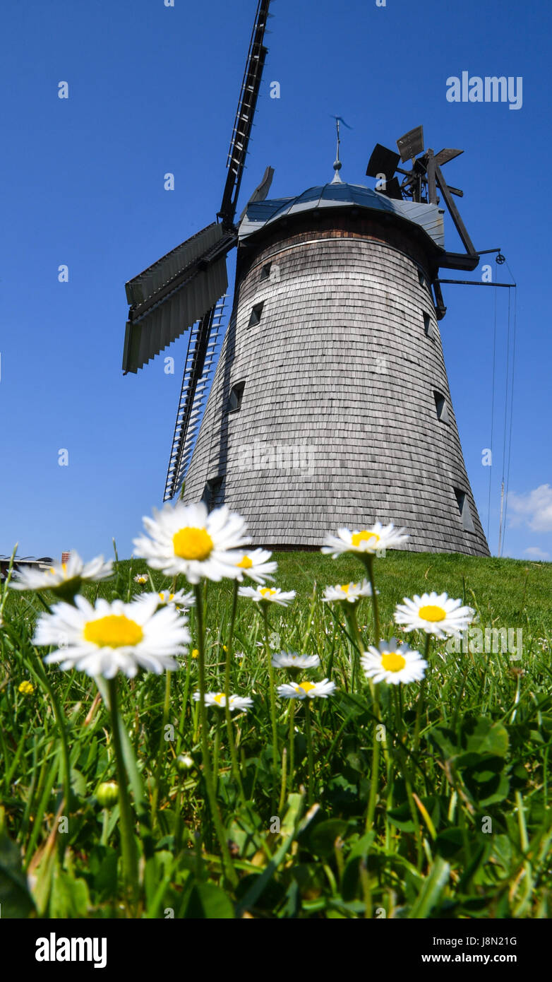 Les marguerites par le moulin, construit en 1810, à la forêt de Straupitz Spree, Allemagne, 29 mai 2017. Plus de 1 100 moulins autour de l'Allemagne sont en raison de prendre part à la 24e Deutscher Muehlentag (lit. Les usines allemandes jour) le 5 juin 2017. Photo : Patrick Pleul/dpa-Zentralbild/ZB Banque D'Images