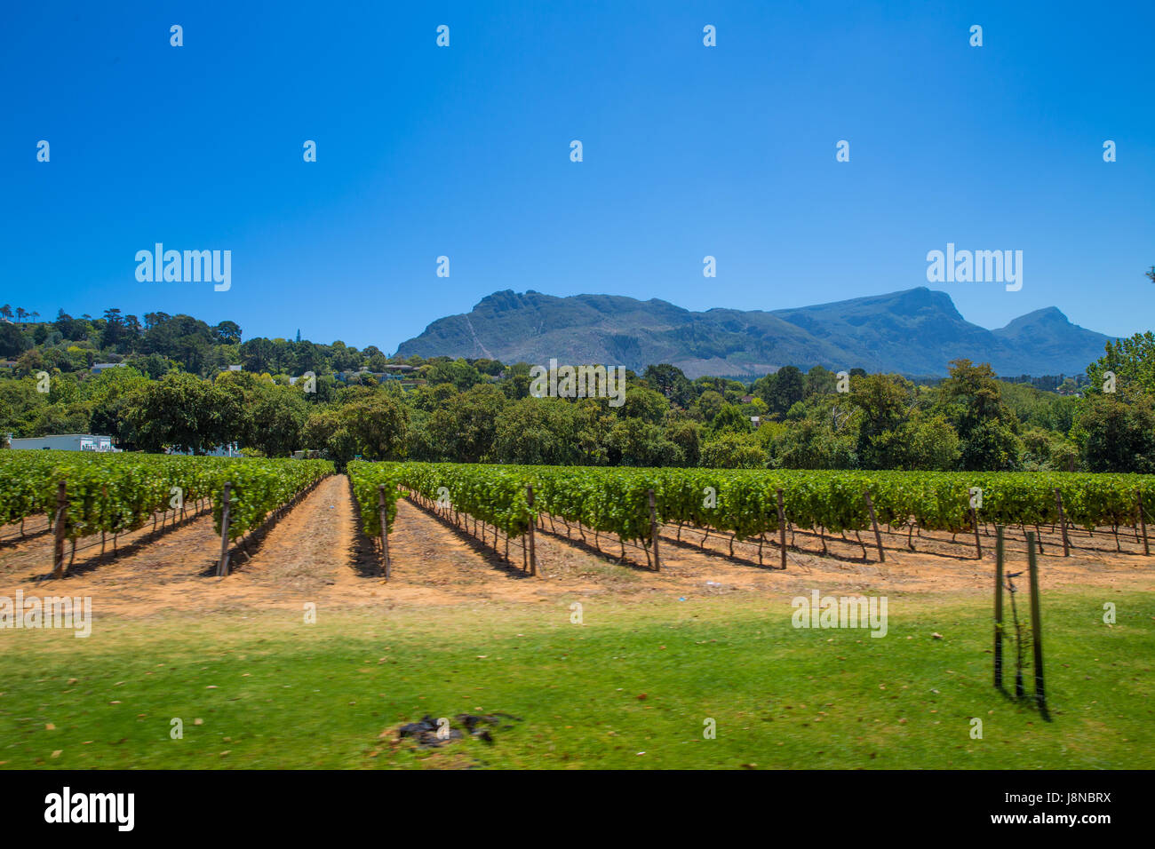 Stellenbosch , Afrique du Sud : 29 janvier 2015 : Groot Costantia dégustation des vins de Stellenbosch Banque D'Images